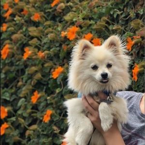 Meet your Posher, Roma